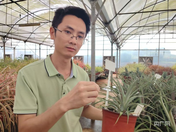 陈程杰研究员在苗圃内观察菠萝种苗的生长情况（央广网记者  付美斌  摄）