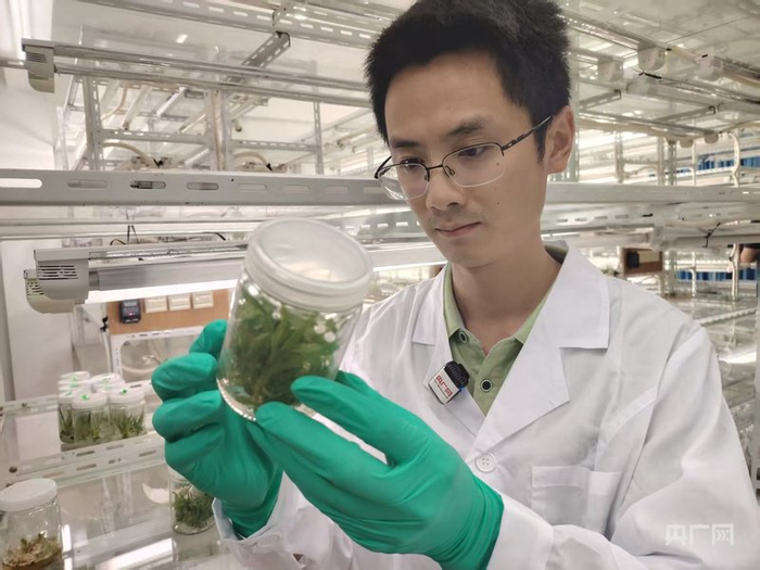 陈程杰研究员在实验楼组培室观察菠萝种苗的分株情况（央广网记者  付美斌  摄）