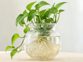 家里养这种植物，要当心！