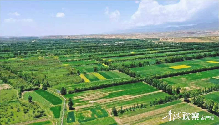 绿意盎然的沙珠玉。青海省治沙试验站供图
