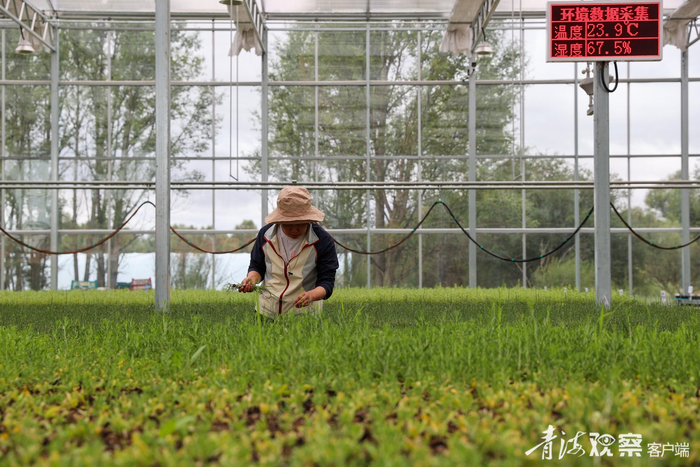 青海省治沙试验站技术员检查培育的苗木。通讯员 薛蒂 摄