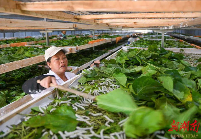道县柑子园镇五福村桑蚕种养现代农业产业示范园，工人在喂食蚕虫。 蒋克青 王书剑 摄影报道（湖南图片库）