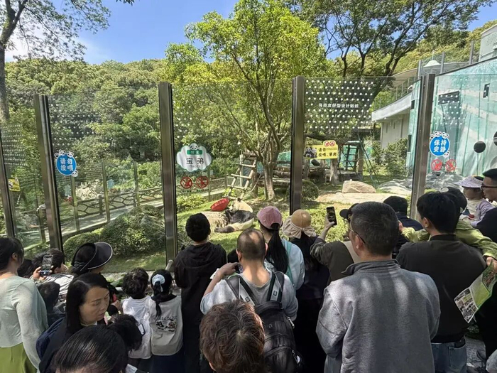 市民游客专程来到温州动物园大熊猫馆，近距离观赏“宝弟”“宝妹” 。温州市景山森林公园管理中心供图