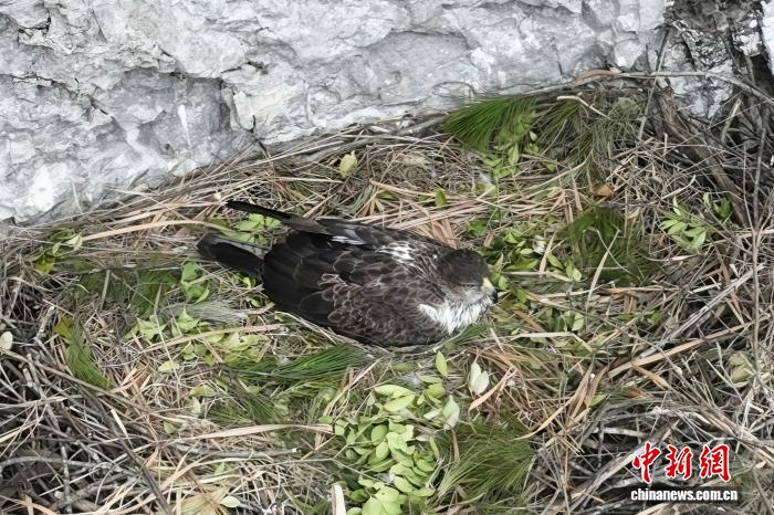 湖北五道峡国家级自然保护区首次发现白腹隼雕。刘涛 摄
