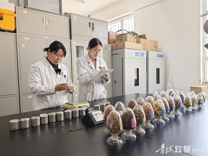 青海省治沙试验站技术员记录沙生植物种子。青海省治沙试验站 提供