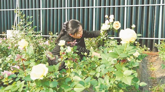     市民现场采摘花卉。本报记者 杜怀宇摄