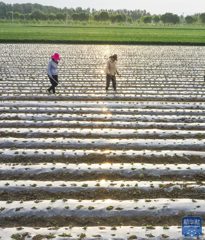 　　↑ 5月6日，河北省遵化市东新庄镇农民在田间管护花生幼苗（无人机照片）。新华社发（刘满仓摄）