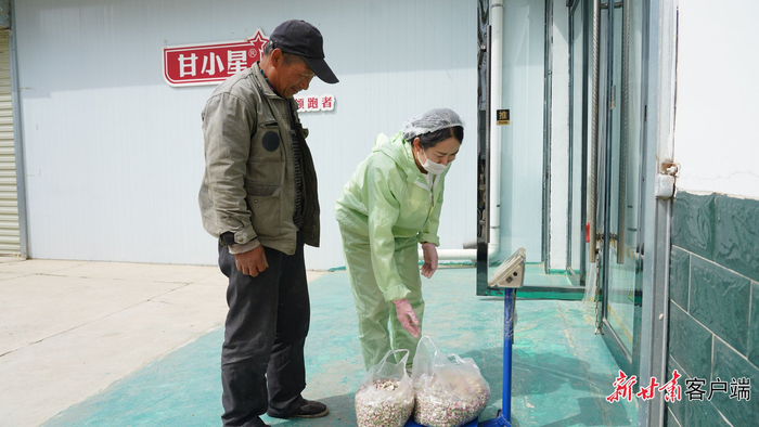 果农在收购点交售苹果花。本文图片均由新甘肃·甘肃日报通讯员 郭晶摄