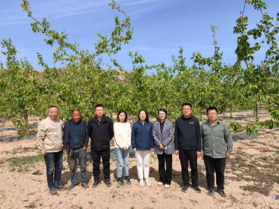 图为隰县玉露香梨果园现场