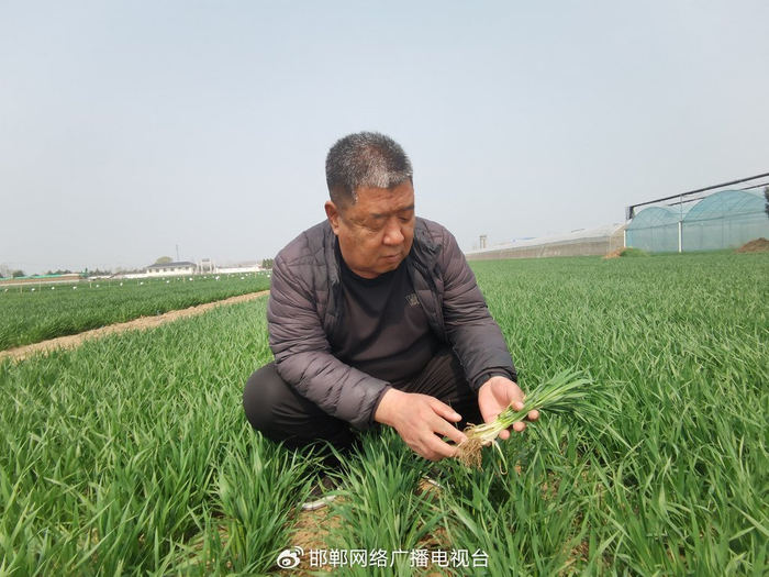 3月24日，河北蕾邦种业有限公司农业技术推广研究员贾现民查看“蕾麦118”分蘖情况。河北日报记者李冬云摄