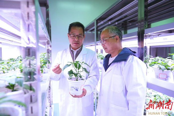 湖南湘研种业有限公司人工气候室，邹学校院士团队成员在进行辣椒育种工作。湖南日报全媒体记者 陈萌 摄​