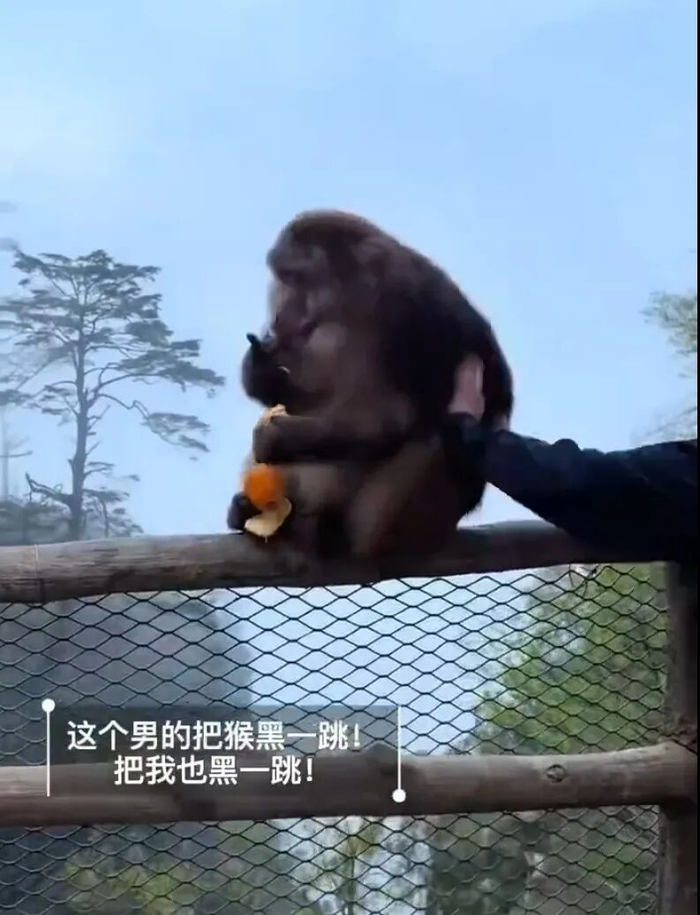 黑衣男子突然猛推猴子。图/社交平台截图