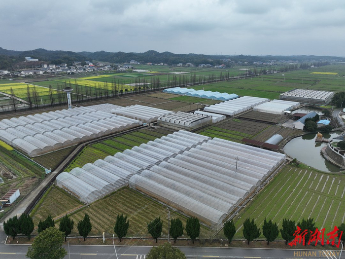 3月18日，湖南湘研种业有限公司辣椒种苗基地。​湖南日报全媒体记者 傅聪 摄