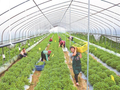 贵州山野菜凭啥“出圈”