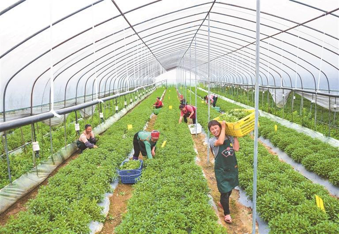 工人在黄平县旧州镇川心村野菜种植基地劳作。 梁文 摄
