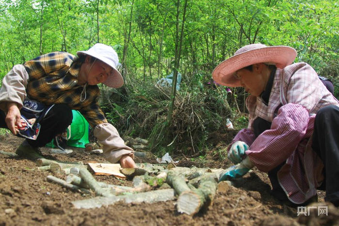村民正摆放菌材