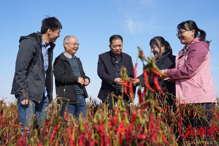 新疆塔城地区沙湾市，中国工程院院士邹学校（中）和团队成员查看辣椒生长情况。（资料图片）湖南日报全媒体记者 辜鹏博 摄​