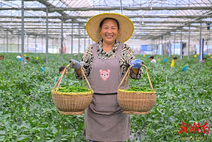 湘阴县樟树镇文谊新村阳雀湖辣椒种植基地，村民在采摘樟树港辣椒。（资料图片）​湖南日报全媒体记者 郭立亮 摄