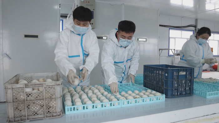 富锦“牧兴技师”技工进行狮头鹅孵化