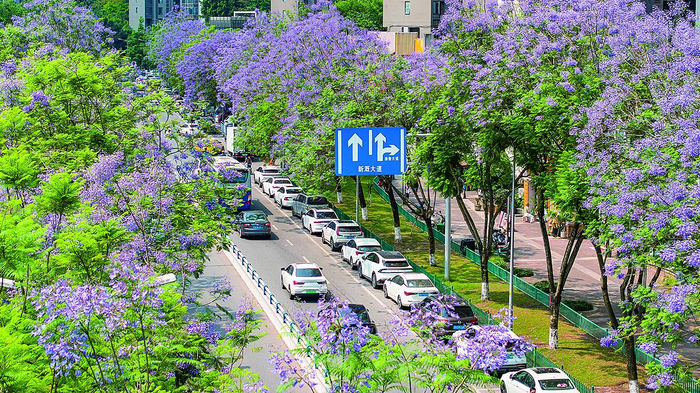     花开正艳的蓝花楹将公路两旁装扮得如梦似幻。    据新重庆-重庆日报