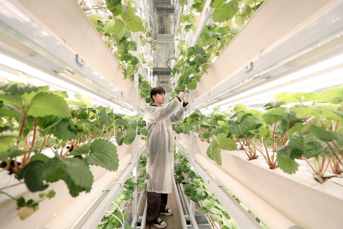 ​试种结束后，莓立方团队队长贺世伟记录草莓果径，以优化决赛正式种植阶段方案。陆云波/摄