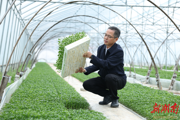 3月18日，湖南湘研种业有限公司董事长刘荣云在观察辣椒苗长势。湖南日报全媒体记者 傅聪 摄