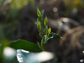 荒野茶到底是什么来头