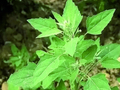 “灰灰菜”也能吃出肾衰？ 医生：吃野菜前这个步骤不能少