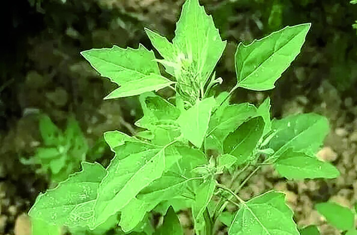     灰灰菜