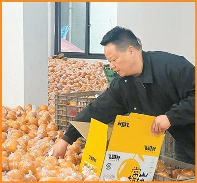 江桔方正在打包胡柚。葛锦熙摄