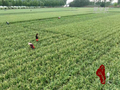 千城百县看中国｜山东兰陵：蒜薹进入收获黄金期