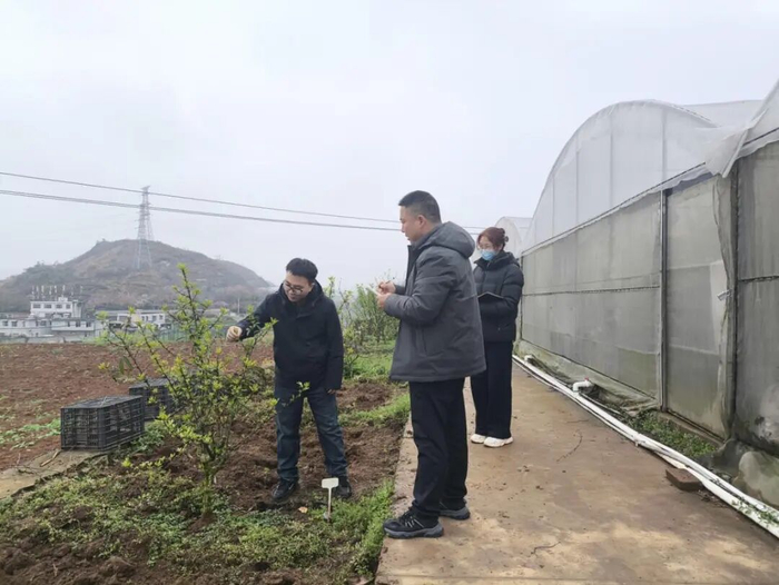 贵州省审计厅审计人员在花椒作物科研基地查看
