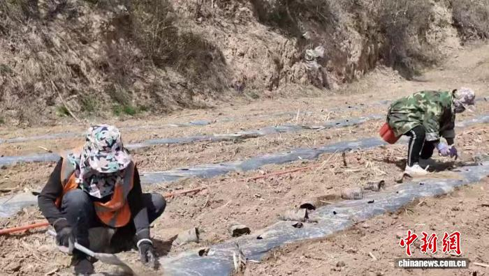 刘家山村通过品种改良和嫁接技术，将低产的野酸枣改造为挂果率高、药性更强的优质品种。　　刘璐 摄