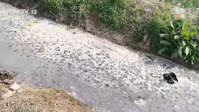 ▲江苏徐州贾汪区农谷大道路边沟存在水体污染问题。图/《焦点访谈》​