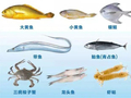 5月8日起，这几类海鲜禁售！