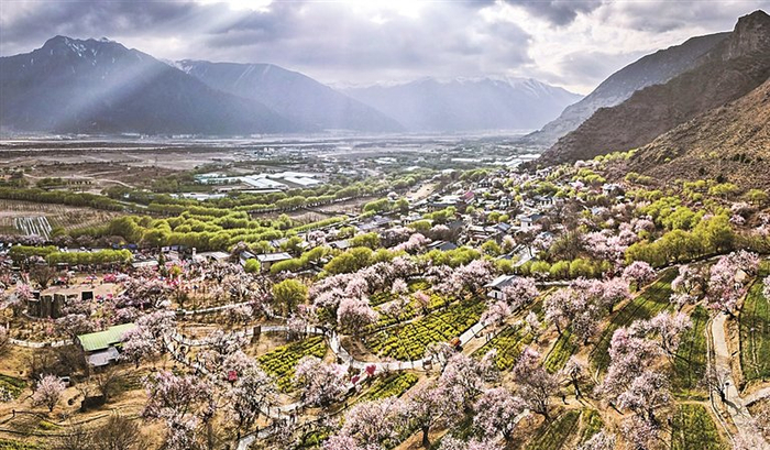 西藏林芝市巴宜区嘎拉村桃花盛放。新华社记者 齐芷玥摄