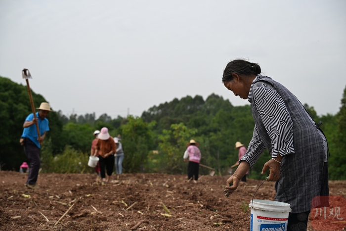 2026年5月7日下午，成都市双流区永安镇梨园村8组田间地头，梨园村村民一起种玉米。
