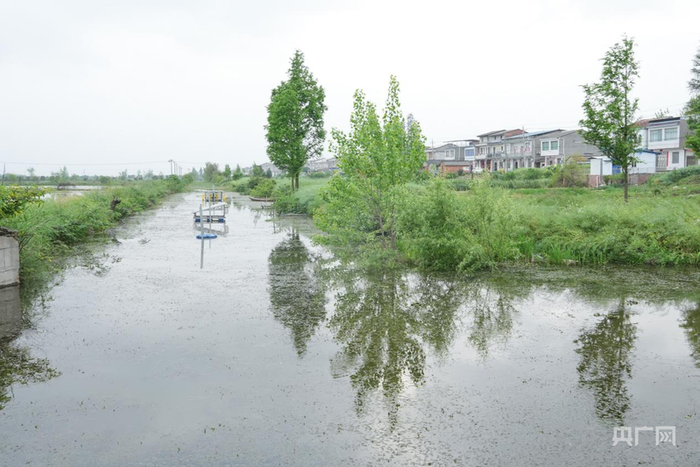 新建村的沟渠内水草密集，形成“生态滤坝”（央广网记者邓子依  摄）