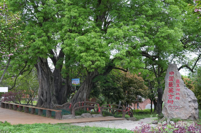 客店镇南庄村的对节白蜡古树（央广网记者邓子依  摄）