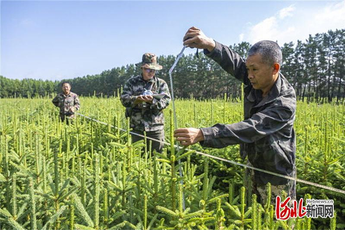 2025年8月11日，工作人员在塞罕坝千层板林场苗圃查看育苗情况。（河北日报资料片）河北日报记者 田 明摄