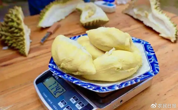 这是云南西双版纳勐腊县一农户家种植的“树上熟”榴莲。新华社发（苑红利 摄）