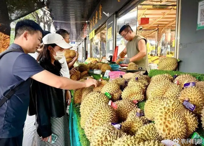 这是消费者在云南昆明金马正昌水果批发市场选购榴莲。新华社记者王贤思 摄