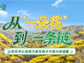 乡村振兴在行动丨从“一朵花”到“一条链”——山西安泽以连翘为媒绘就乡村振兴新图景