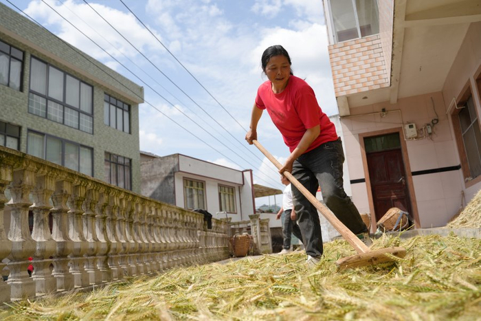 农户正在晾晒小麦（5月7日摄）。