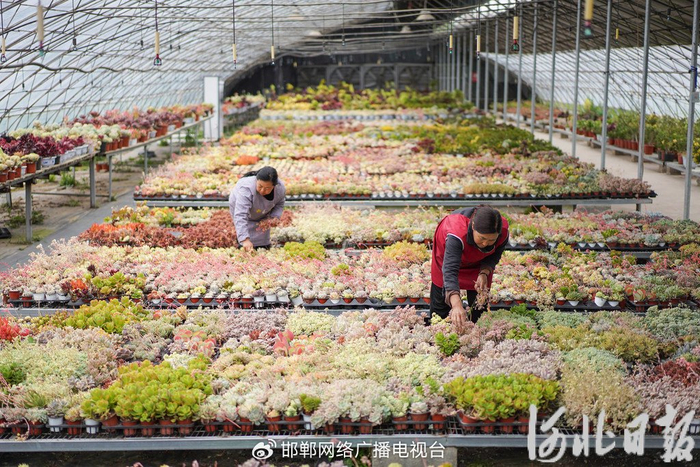 4月21日，邯郸市曲周县黄庄村多肉大棚内，种植户正在管护多肉植物。河北日报记者董源摄