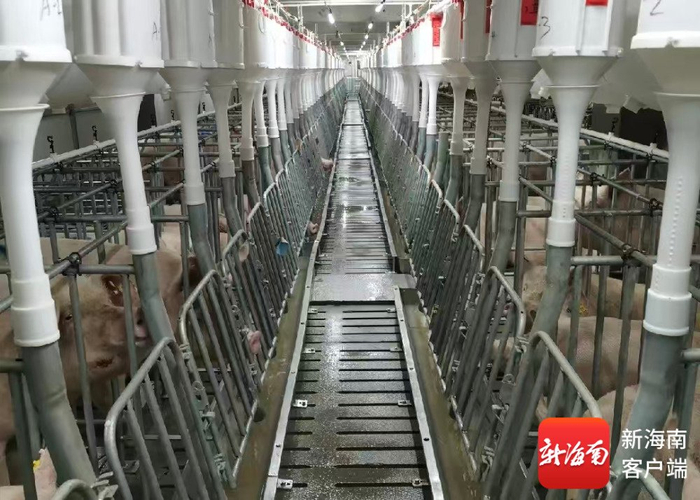 双胞胎集团雅星镇生猪养殖基地。镇政府供图