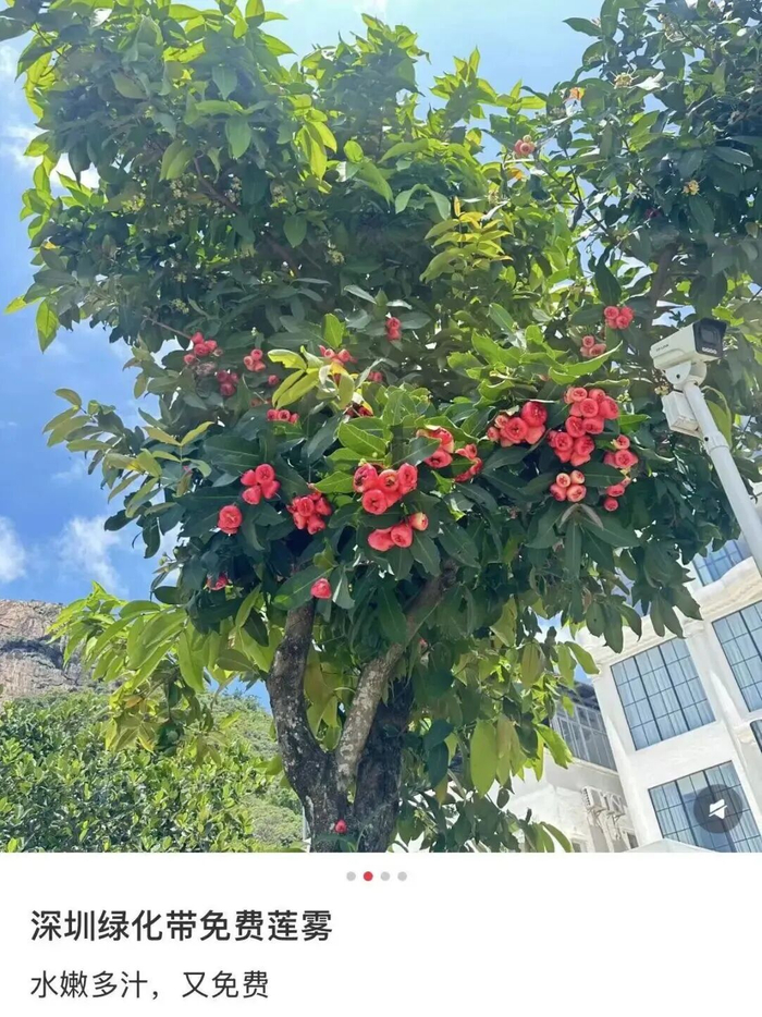图源：小红书网友@香菜