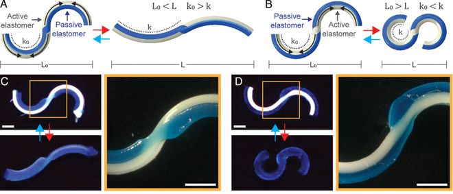 （来源：DOI: 10.1073/pnas.2537250123）