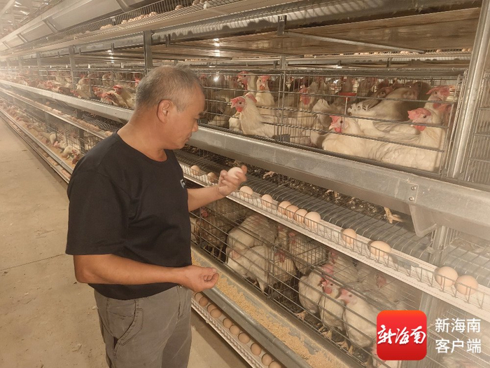 海南全健绿恒生态农业开发有限公司蛋鸡养殖场负责人李康华在查看鸡蛋。记者王全印 摄