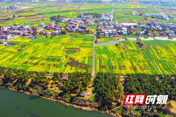 航拍镜头下的湖南耒阳，连片油菜花海铺就金色田园。